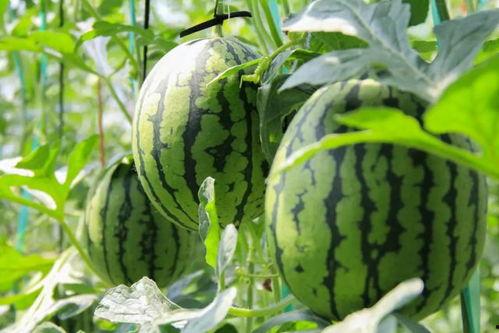 免费吃瓜聚集地,畅享娱乐盛宴的绝佳去处 第3张 免费吃瓜聚集地,畅享娱乐盛宴的绝佳去处 第3张