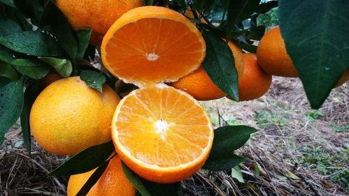 柑橘果农爆料视频,揭秘柑橘种植背后的辛酸与真相  第3张